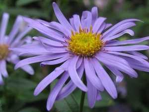 Aster novi-belgii 'Schöne von Dietlikon' (3)