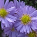 Aster novi-belgii 'Schöne von Dietlikon' (4)