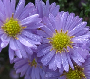 Aster novi-belgii 'Schöne von Dietlikon' (4)