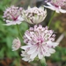 Astrantia  Major - Zeeuws Knoopje