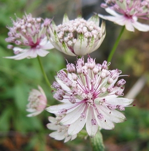 Astrantia  Major - Zeeuws Knoopje