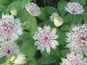 Astrantia  Major - Zeeuws Knoopje (1)