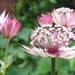 Astrantia 'Roma'