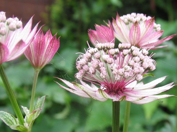 Astrantia 'Roma'