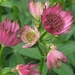 Astrantia 'Roma' (1)