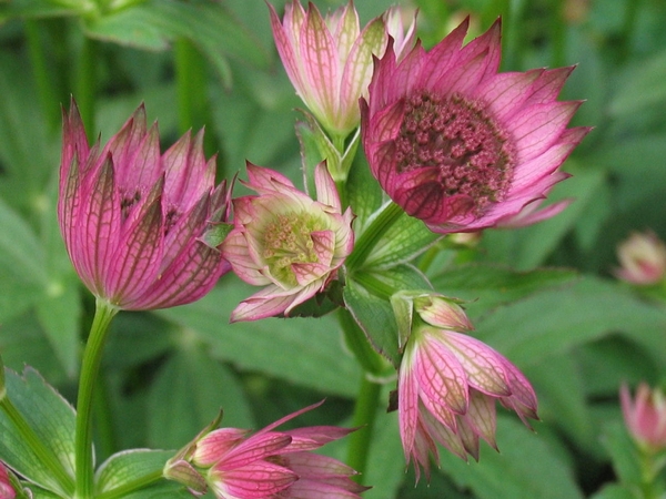 Astrantia 'Roma' (1)