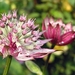 Astrantia 'Roma' (2)