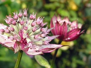 Astrantia 'Roma' (2)