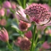 Astrantia 'Roma' (3)