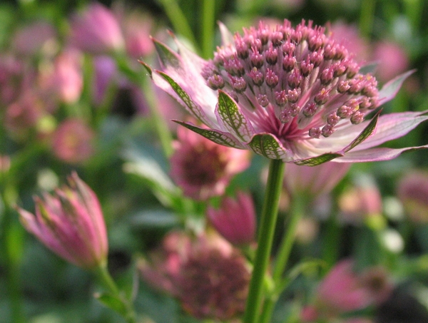 Astrantia 'Roma' (3)