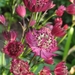 Astrantia 'Ruby Wedding'