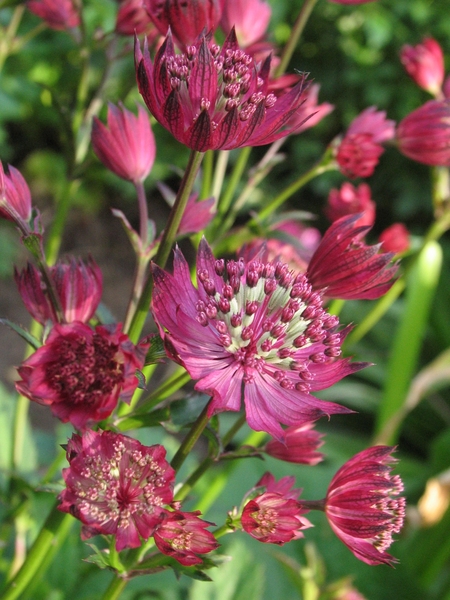 Astrantia 'Ruby Wedding'