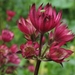 Astrantia 'Ruby Wedding' (1)