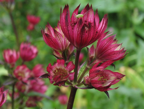 Astrantia 'Ruby Wedding' (1)