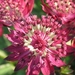 Astrantia 'Ruby Wedding' (2)