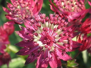 Astrantia 'Ruby Wedding' (2)