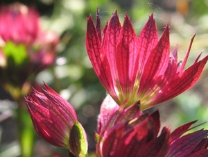 Astrantia 'Ruby Wedding' (3)