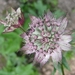 Astrantia 'neeltje'