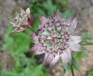 Astrantia 'neeltje'