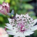 Astrantia met Vlieg