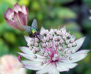 Astrantia met Vlieg