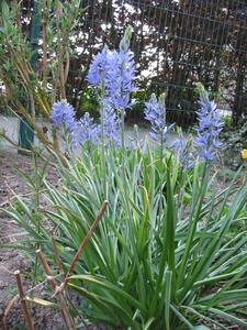 Camassia leichtlinii Blue - Prairielelie