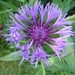 Catananche caerulea (Blauwe Strobloem)