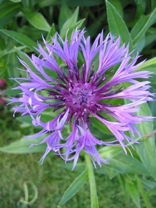 Catananche caerulea (Blauwe Strobloem)