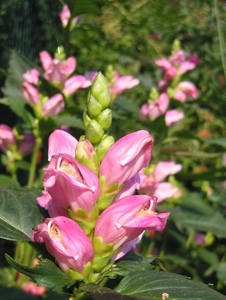 Chelone obliqua - schildpadbloem)