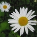 Chrysanthemum leucanthemum