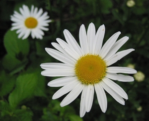 Chrysanthemum leucanthemum