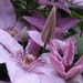 Clematis 'Hagley Hybrid' (2)