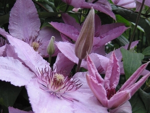 Clematis 'Hagley Hybrid' (2)