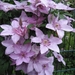 Clematis 'Hagley Hybrid' (3)