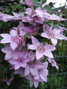 Clematis 'Hagley Hybrid' (3)