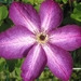 Clematis 'Naam Onbekend'