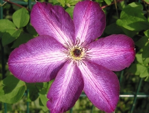 Clematis 'Naam Onbekend'