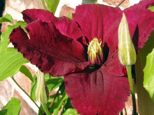 Clematis 'Niobe'  2