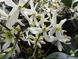 Clematis Armandii