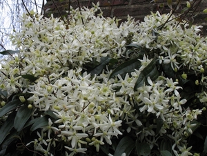 Clematis Armandii (1)