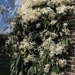 Clematis Armandii (4)