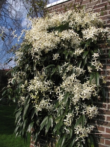 Clematis Armandii (4)