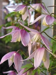 Clematis alpina  'Willy'