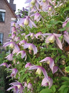 Clematis alpina  'Willy' (1)