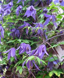 Clematis alpina 'Helsingborg'