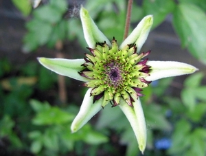 Clematis florida 'Sieboldii' 2