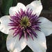 Clematis florida 'Sieboldii' x