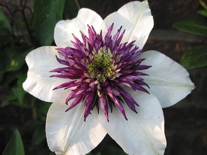 Clematis florida 'Sieboldii' x