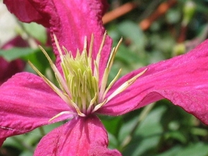 Clematis vitic.  'Rubra' (2)