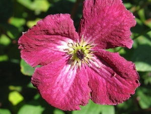 Clematis vitic. 'Rubra'